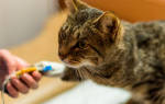 Симптоматические средства для кошек при мочекаменной болезни