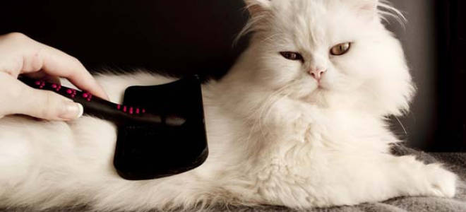 Уход за беспородной длинношерстной кошкой