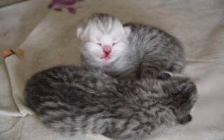 Уход за новорожденным котенком с кошкой