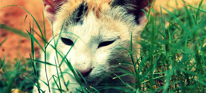 Болезни персидских кошек в старости