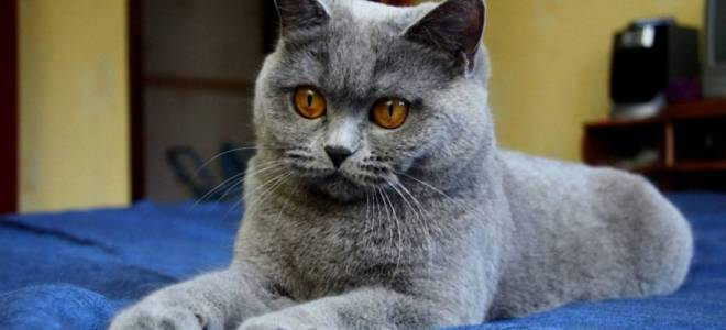 Кот блюет лечение