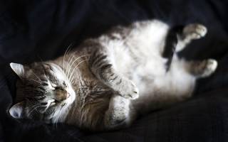 Язвенная болезнь желудка у кошек