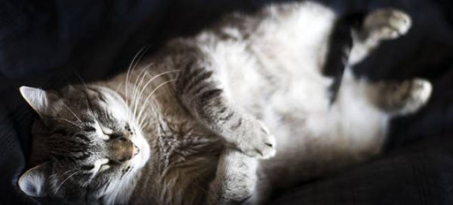 Язвенная болезнь желудка у кошек