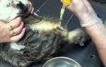 Лечение оксалатов у кошек