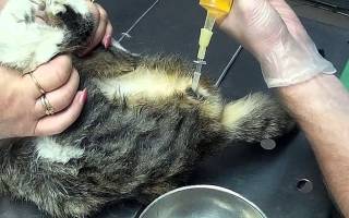 Струвиты у кота лечение