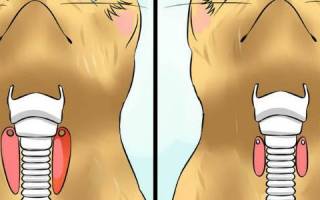 Болезни щитовидной железы у кошек