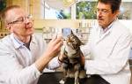 Какими лекарствами лечат котов