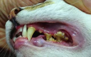Препараты для лечения кариеса зубов у кошки