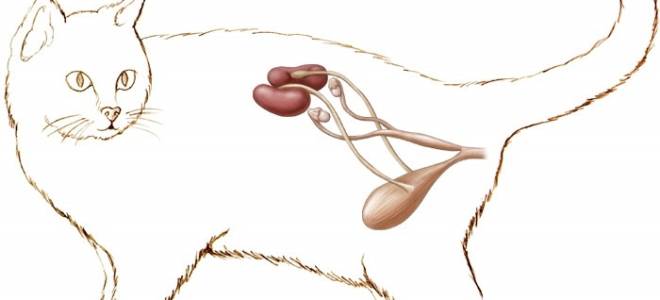 Питание кота при мочекаменной болезни