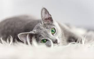 Болезнь от кошек токсоплазмоз у человека