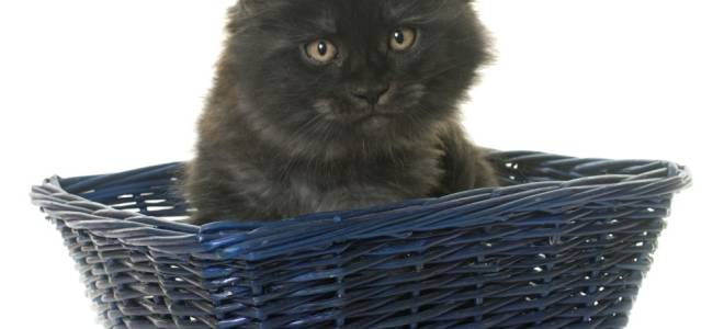 Заболевание почек у кота симптомы и лечение