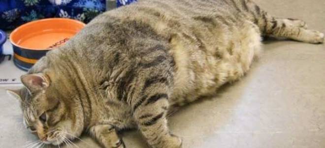 Геморрой у кошек лечение в домашних условиях