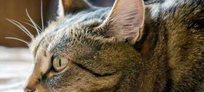 Энцефалит у кошек лечение