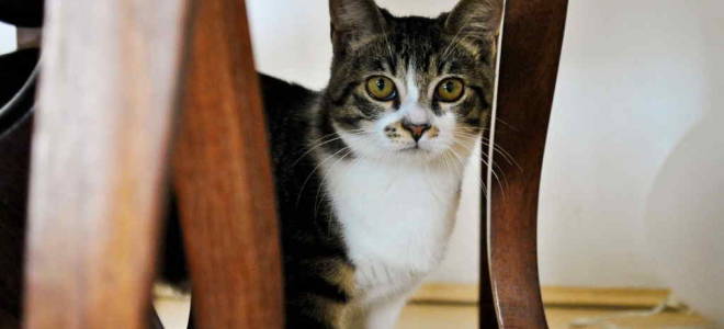 После стресса кошка не ест лечение