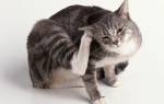 Паразиты у кошек виды симптомы лечение