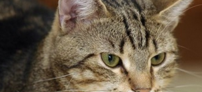 Выделения у кошки из петли как лечить