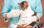 Как лечить гастрит у кошки