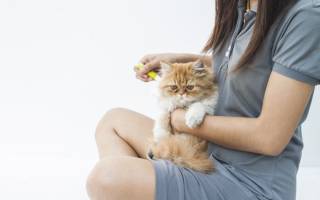 Аллергия на кошек симптомы у взрослых лечение