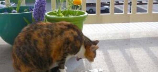 Рвота у кота лечение