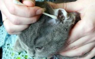 Лечение отита у кошек антибиотиками