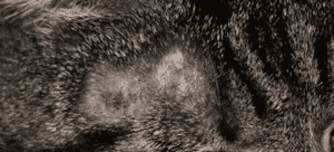 Чем лечить залысины у кошки