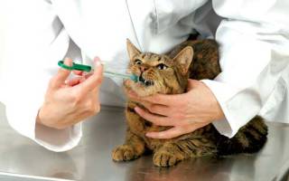 Стоматит у кошек лечение антибиотики