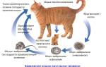 Гельминты у кота симптомы и лечение