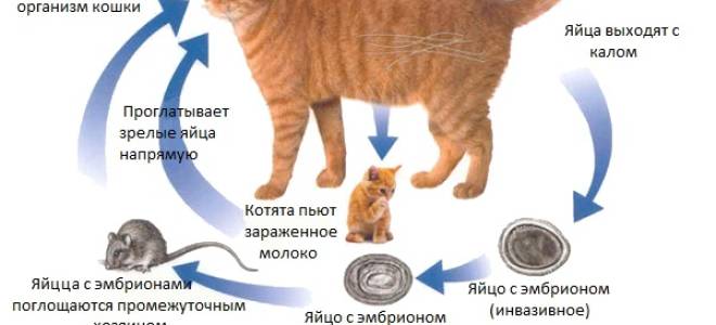 Глисты у кота симптомы лечение