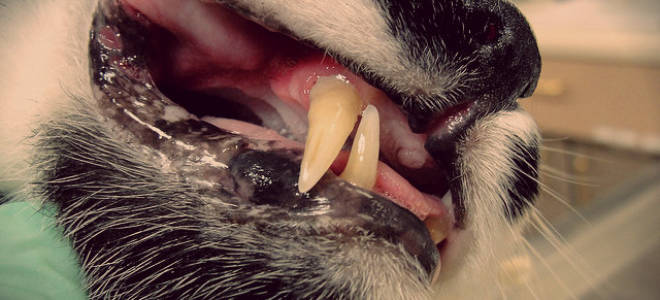 Стоматит у кошки как лечить