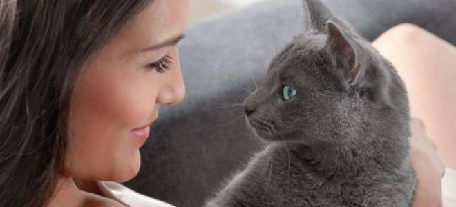 Второе веко у кошки лечение