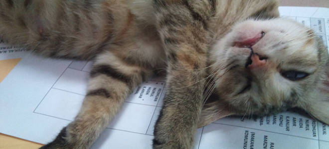 Лечение беременной кошки