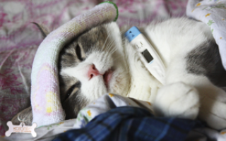 Лечение аллергического ринита у кошек
