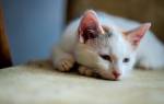 Лечение домашними средствами кошек