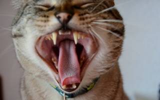 Уход за зубами кошек