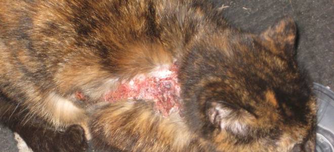 Экзема у котов лечение в домашних условиях