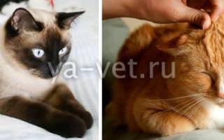 Рак у кошек лечение
