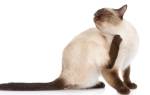 Кишечные паразиты у кошек лечение