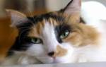 Живут ли коты с мочекаменной болезнью