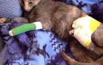 Травма у кошки лечение