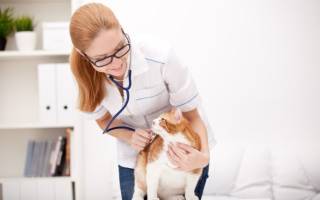Радиоактивный йод лечение кошки