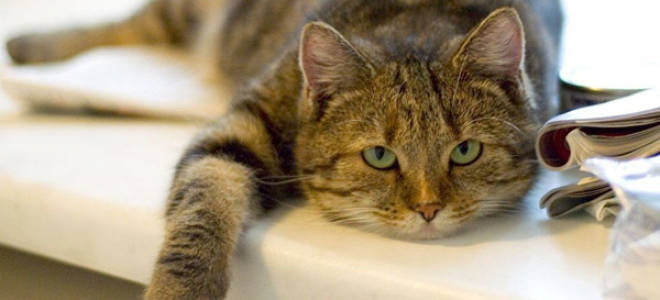 Кот начал есть после болезни