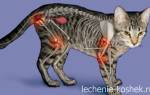 Лечение суставов у котов