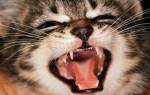 Болезни рта у кошек