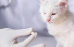 Нитроксолин коту при мочекаменной болезни дозировка