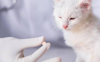 Нитроксолин коту при мочекаменной болезни дозировка