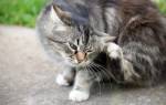 Атопический дерматит у кошек лечение