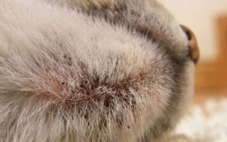 Кошки болезни кожи лечение