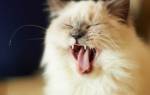 Кот чихает кровью из носа лечение