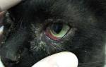 У кота больные глаза чем лечить