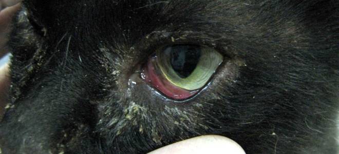 Болезни глаз у котов чем лечить